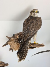 SAKERFALKE mit CITES Tierpräparat Taxidermy Präparat ausgestopft