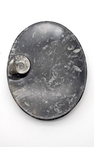 Sm0082 orthoceras seifenschale - orthoceras,