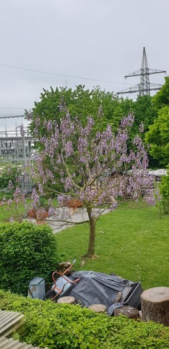 Paulownia tomentosa
