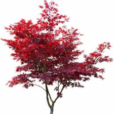 1 Roter Fächerahorn 80-100cm im Topf Acer palmatum Atropurpureum Ahorn