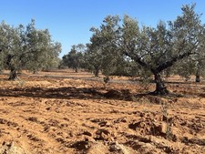  5liter Bio Extravergin