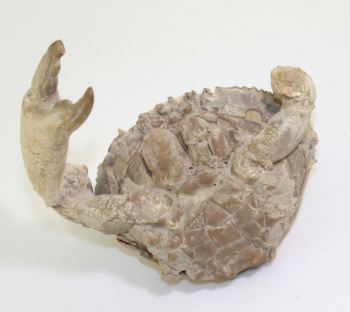 Krabbe harpactocarinus - krabbe,,