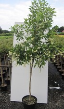 Hochstamm Silberkerzenstrauch