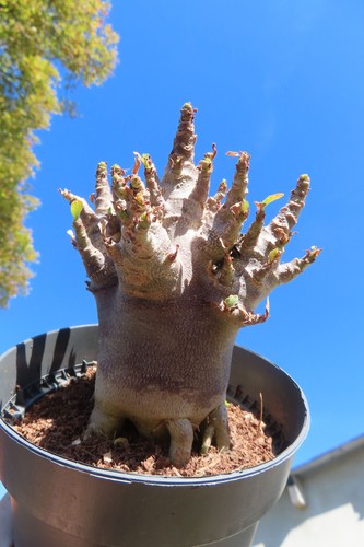 Adenium obesum wüstenrose - adenium,