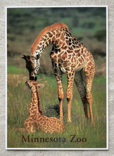 1 AK XXL Nordgiraffe Giraffe Jungtier Savanne Afrika - USA 3 !!! ::