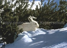 Hasen Alpenschneehase Lepus Varronis