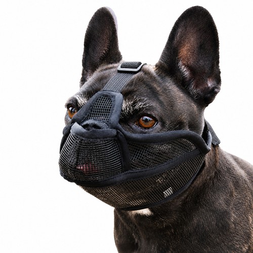 Maulkorb für hunde - hunde, kurzer
