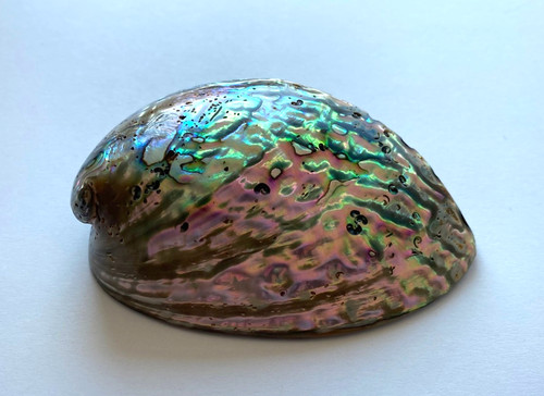 Große paua abalone perlmutt - paua,