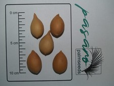 10x Palmen Samen japanischer Palmfarn (cycas revoluta)