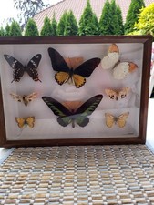 Schmeterlinge Sammlung mit Schaukasten, gebraucht
