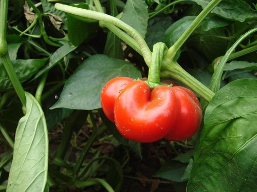 Paprika samen zsuzsanna ungarn - paprika,