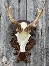 Jagdtrophäe * Rehschädel mit Geweih auf geschnitztem Holzbrett 