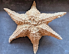 Dekorativer Seestern – 27 cm – Naturstück – maritime Deko