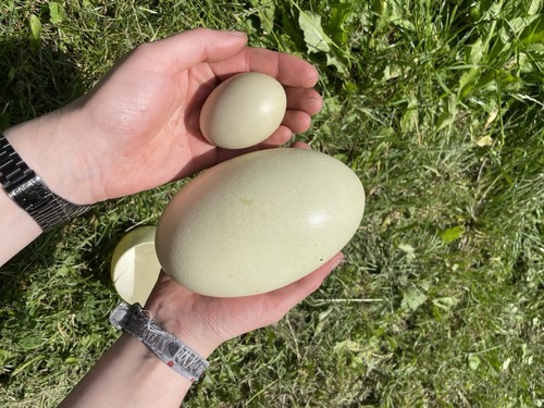 Frische nandu eier - frische,