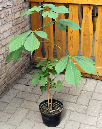 Kastanienbaum setzling - -,