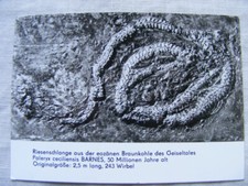 Postkarte Ansichtskarte Tier Versteinerung Riesenschlange DDR Geiseltalmuseum sw
