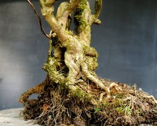 Bonsai outdoor winterhart