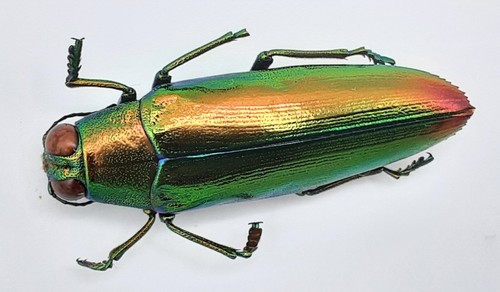 Buprestidae chrysochroa - buprestidae,,