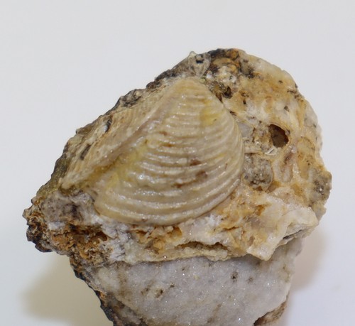 Muschel elegantinia elegans - muschel,,