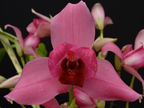 Lycaste liberty passion duft - liberty,
