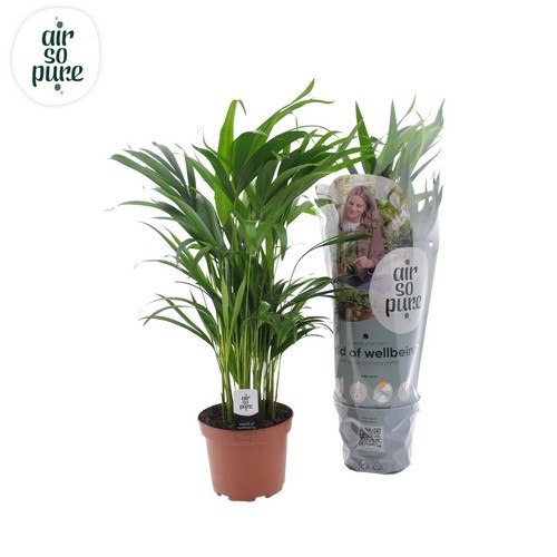 Dypsis lutescens - , (areca-palme)