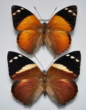 Smyrna blomfildia datis - Paar - Mexiko (Nymphalidae)