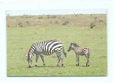 1 AK Zebra Steppenzebra mit Fohlen Jungtier - NEU !!! ::