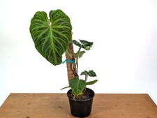 Philodendron Verrucosum
