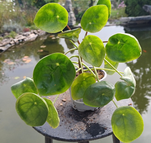 Pilea peperomioides - pilea,