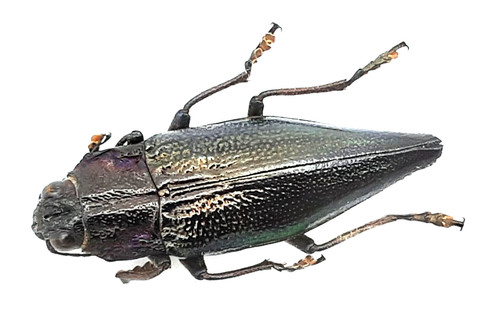 Buprestidae cyphogastra - buprestidae,,