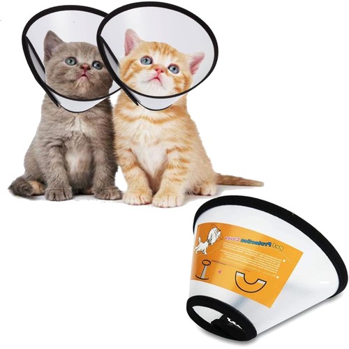 Halskrause katze hund - katze,