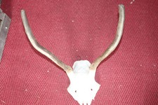 Spießer Hirschspießer Geweih endzeitdeko escaperoom escape room Wikingerdeko