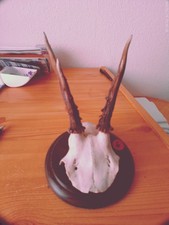 A-06 - 1  Jagdtrophäen Brett