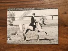 ASIL ARABER HENGST "NAHEED" Pferdepostkarte AK PFERD 