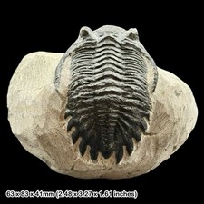 Hollardops mesocristata Fossil