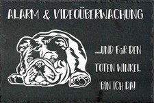 Englische bulldogge - englische,