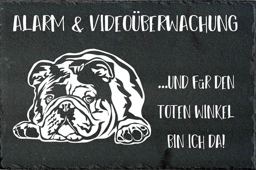 Englische bulldogge - englische,
