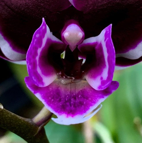 Phalaenopsis black angel - phalaenopsis,