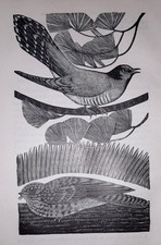 Oldham Kuckuck Nachthemd Vogel