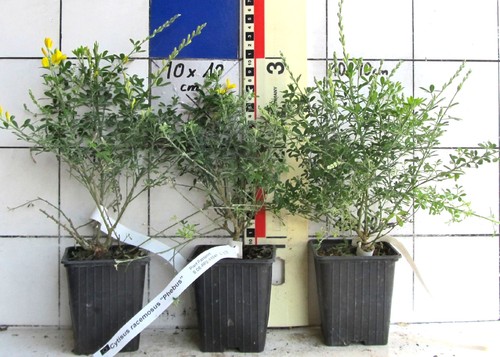Cytisus racemosus phebus - racemosus, "phebus"