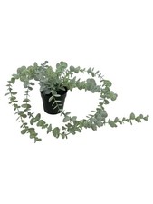 Ikea künstliche pflanze - ikea,