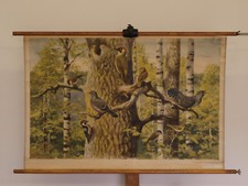 Wandbild Kleinvögel Laubwald Kuckkuck Specht 100x66cm 1954 vintage birds chart 