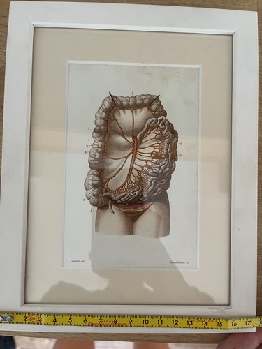 Vintage anatomisches herz - anatomisches,