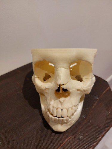 Schädel anatomie lernmodell - schädel,