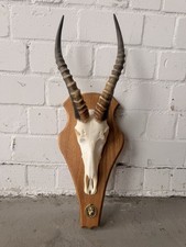 Kopfpräparat Springbock