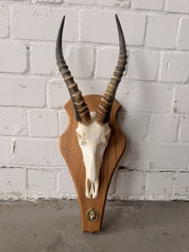 Kopfpräparat springbock - kopfpräparat,
