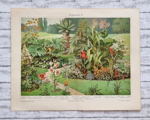 Zierpflanzen agave lilie 1908 - lilie,