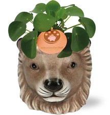 Pilea Peperomioides – Ø 11