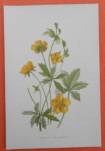Blutwurz tormentil potentilla - blutwurz,