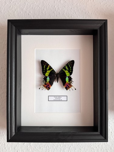 Schmetterling echt - schmetterling,